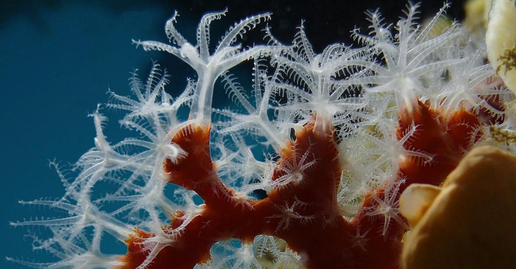 Polypes de corail